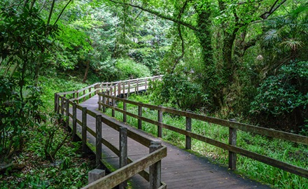 柿田川公園