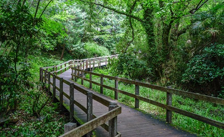 柿田川公園