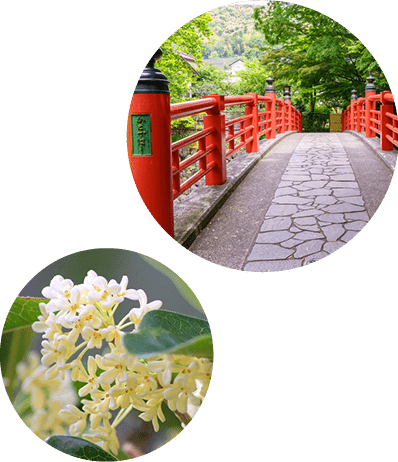 願いが叶うと言う赤い橋 銀木犀